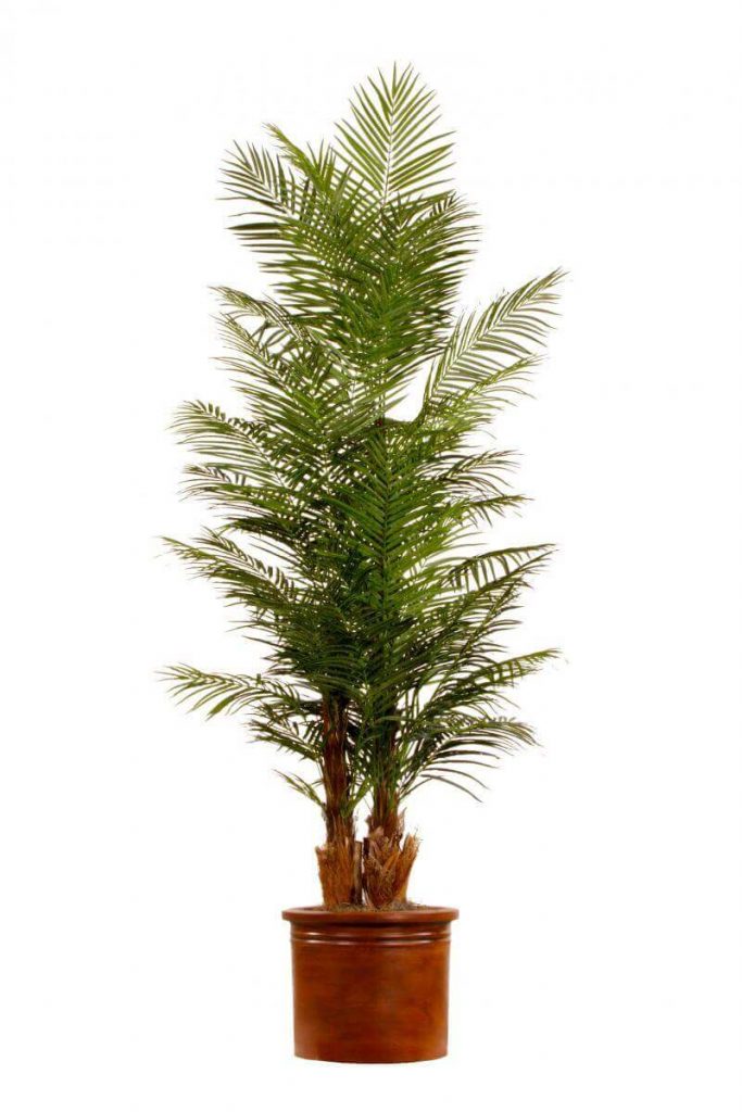 Artificial Palm Tree | TreeScapes & PlantWorks