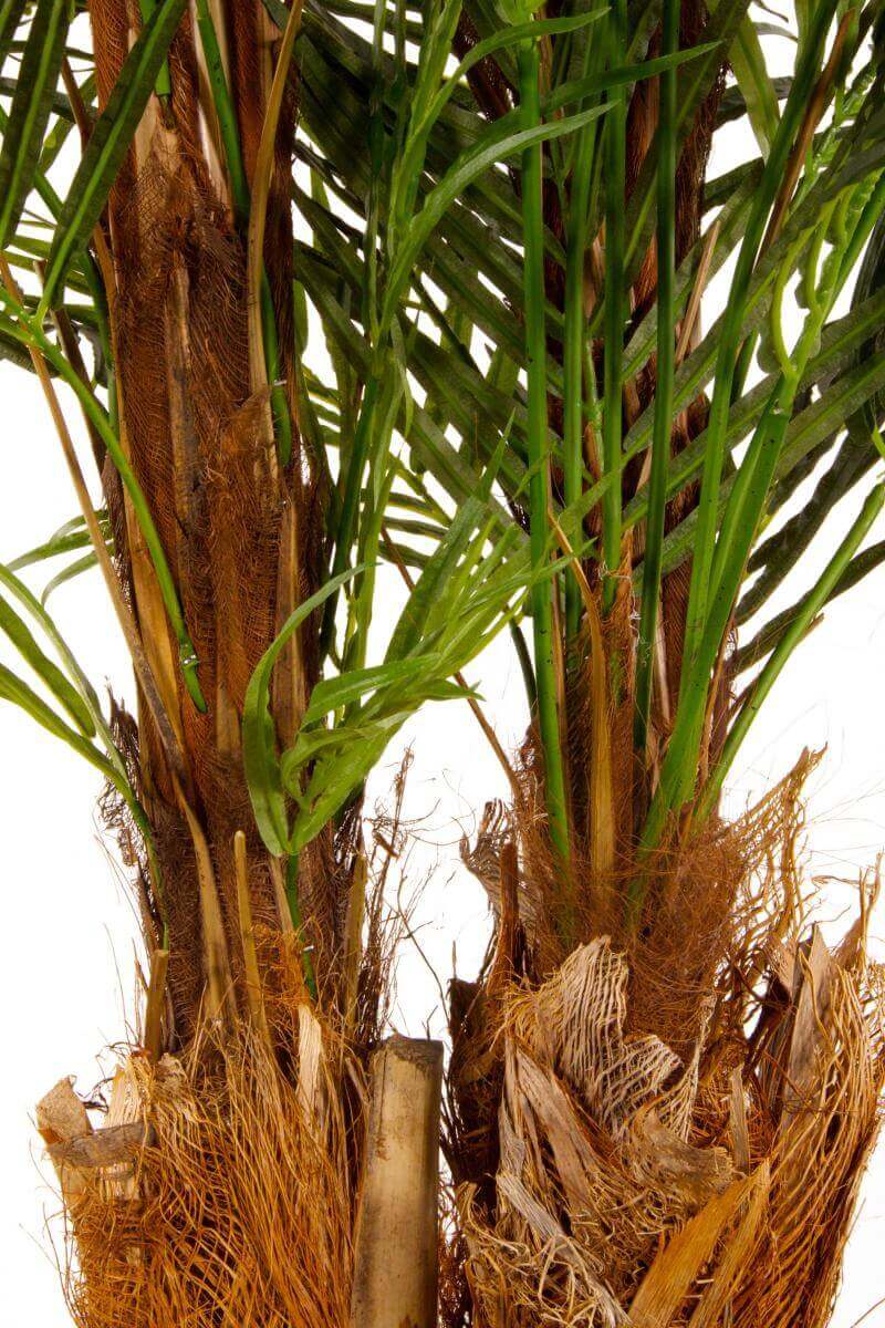 Replica Areca Palm Tree Trunks