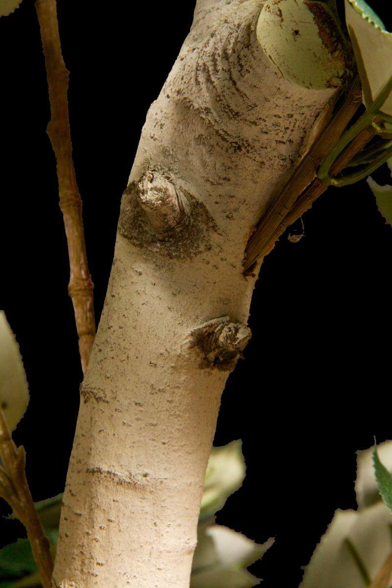 Replica Aspen Tree Trunk Close Up