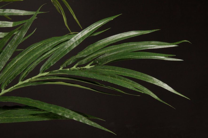 Replica Butterfly Palm Plant Foliage Close Up
