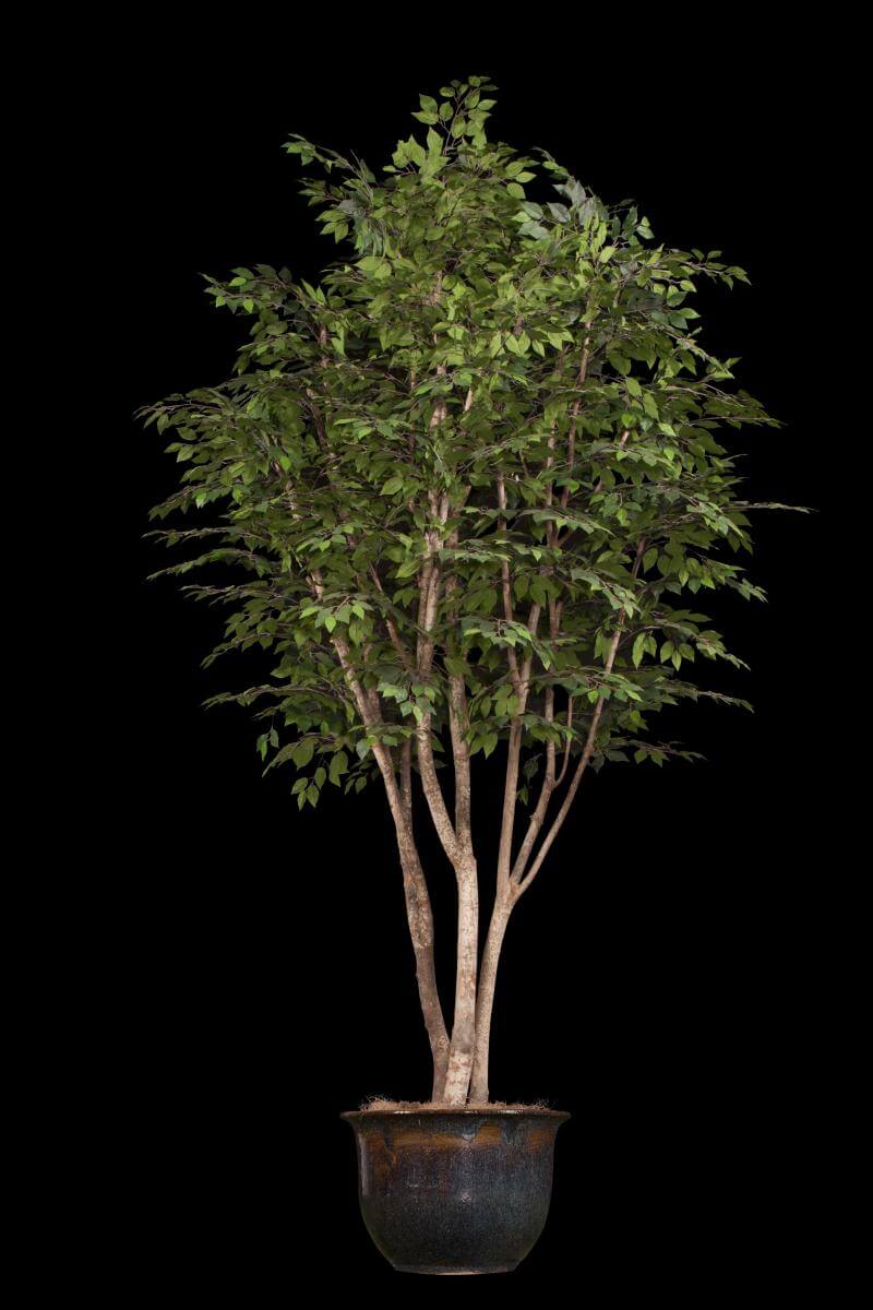 Replica Ficus Benjamina Plant 12x7