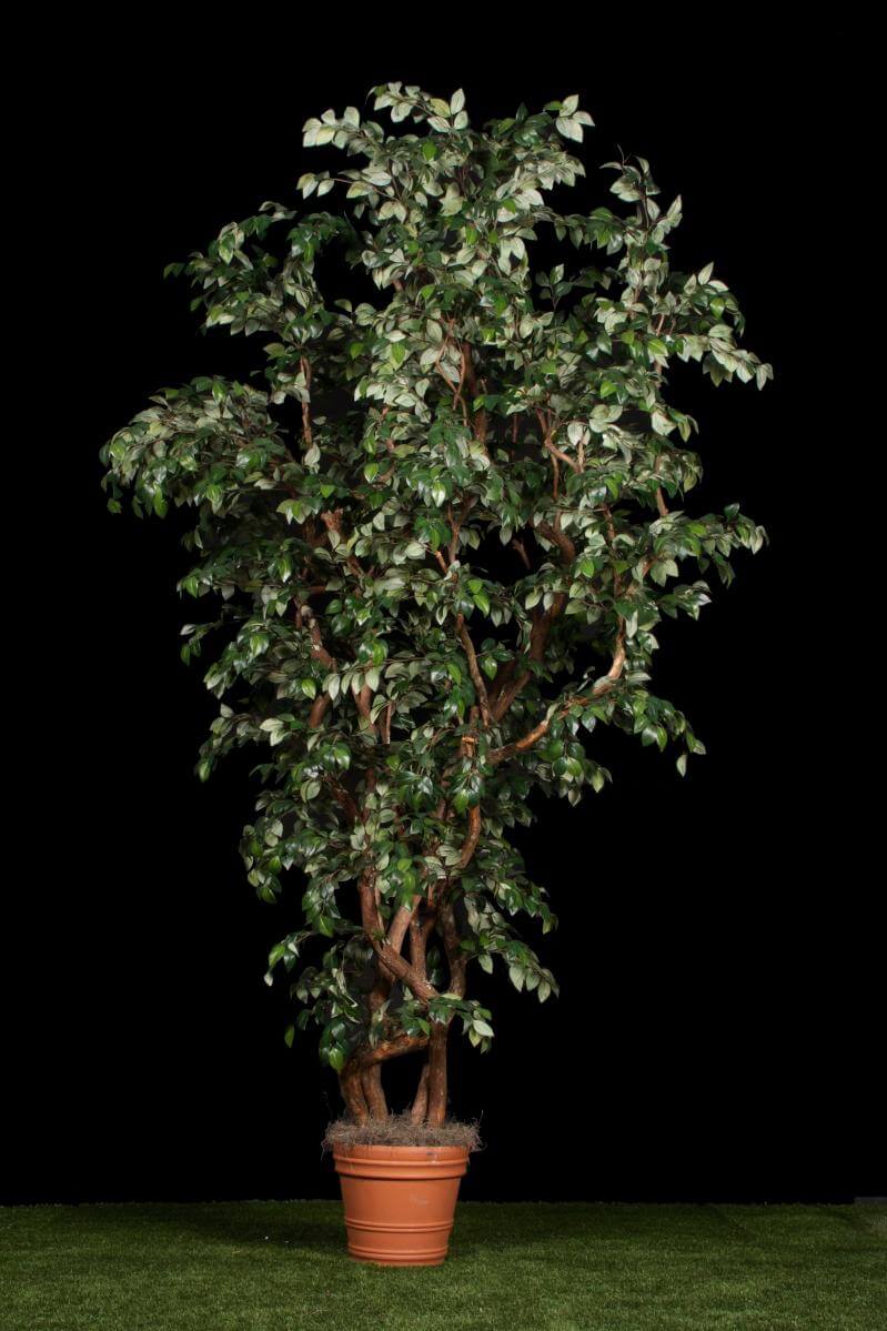 Replica Ficus Splendor Plant