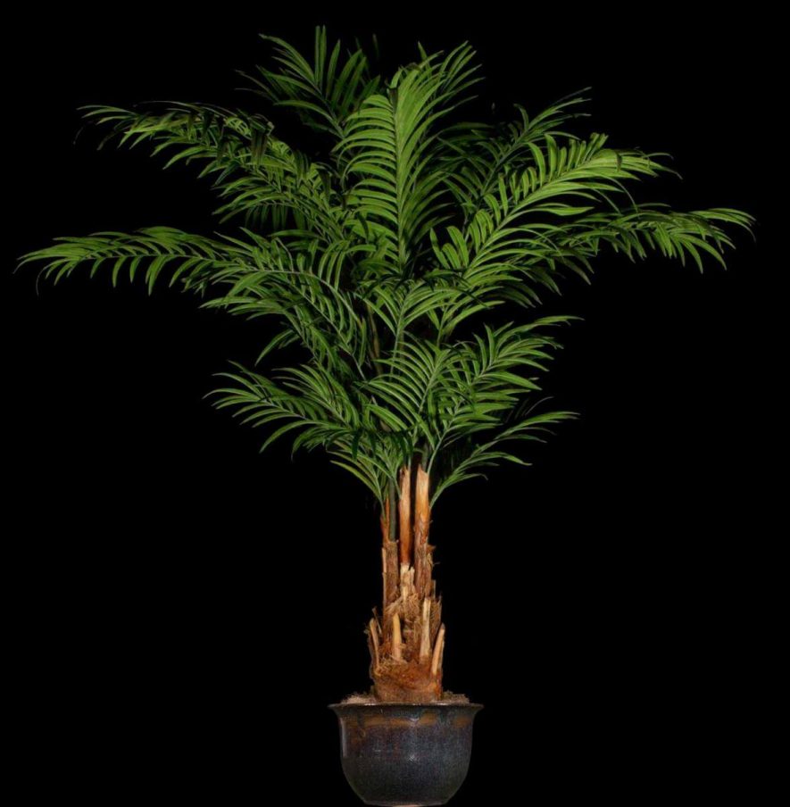Replica Kentia Palm Tree