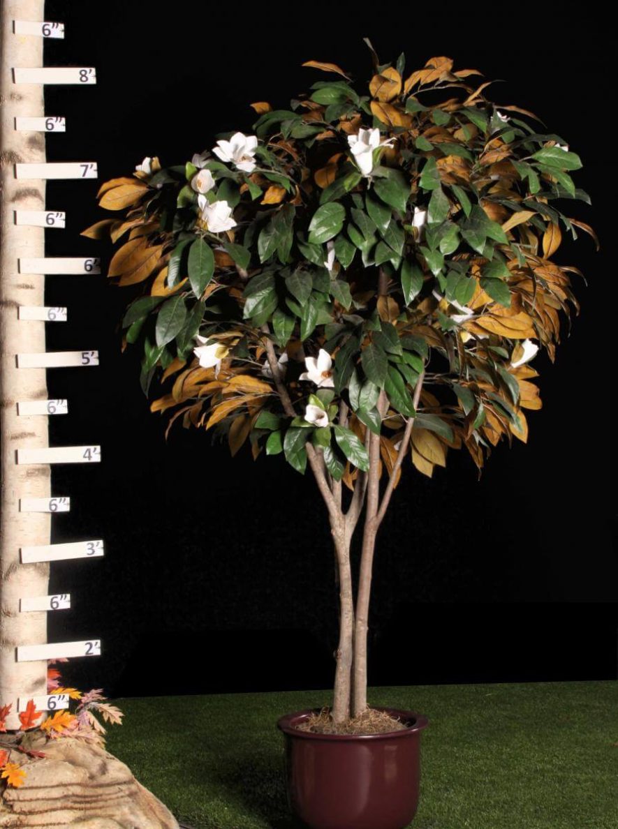 Replica Magnolia Tree Ruler Scale