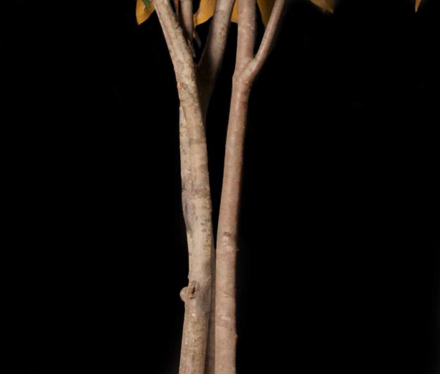 Replica Magnolia Tree Trunk Bark Close Up