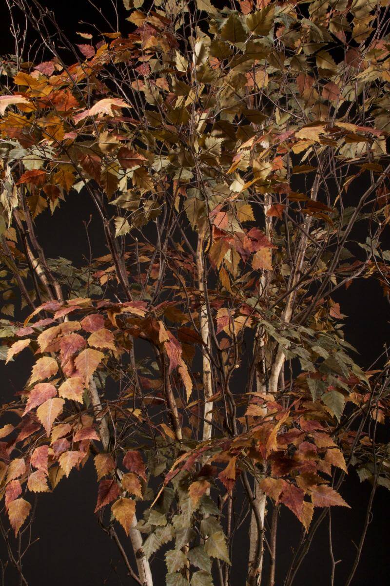 Replica Birch Tree with Autumn Foliage
