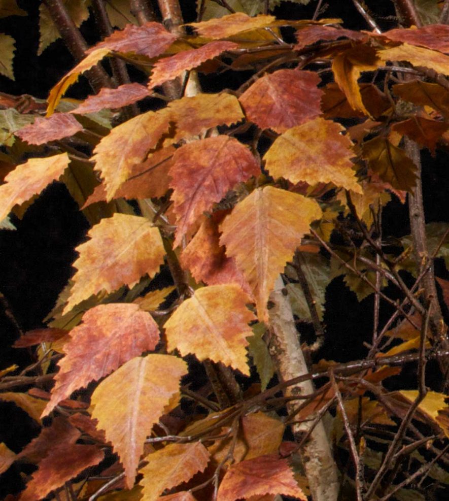 Replica Birch Tree Autumn Foliage