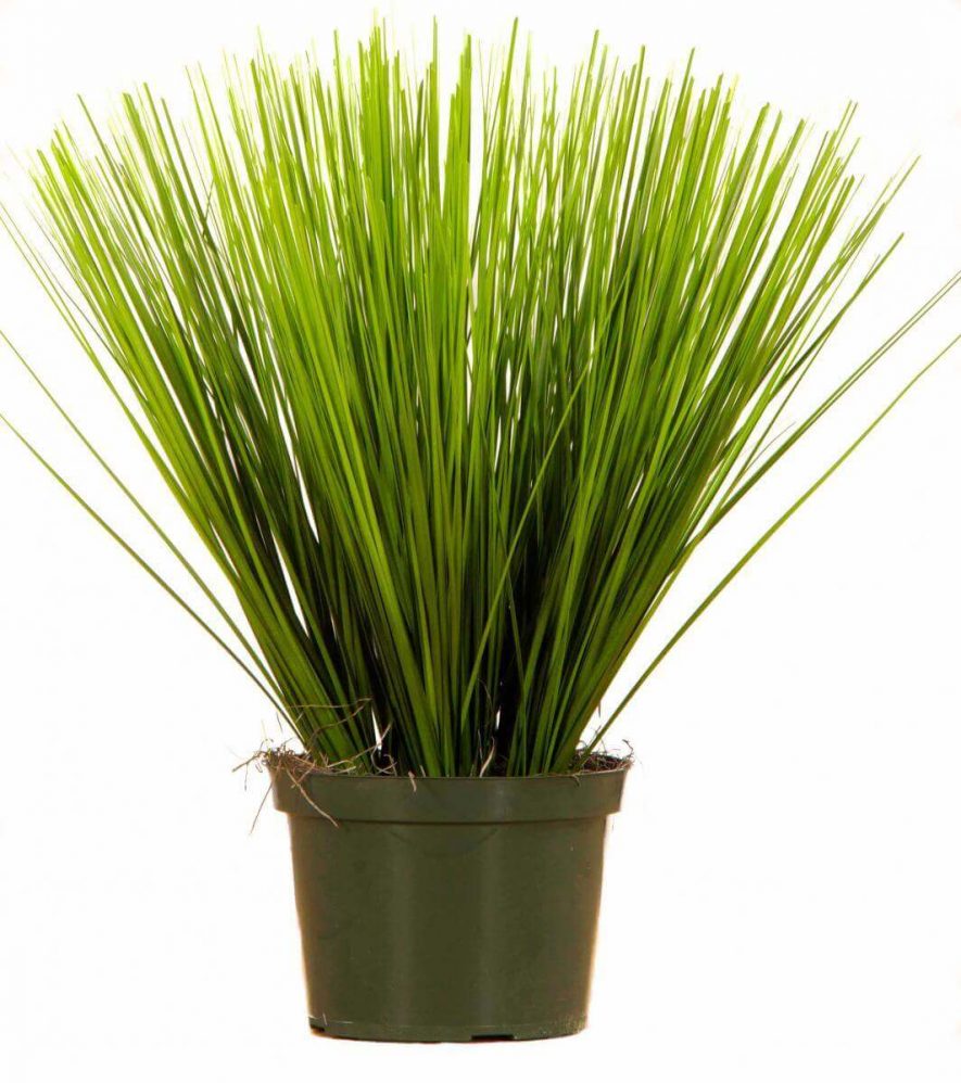 Replica prairie grass plant product