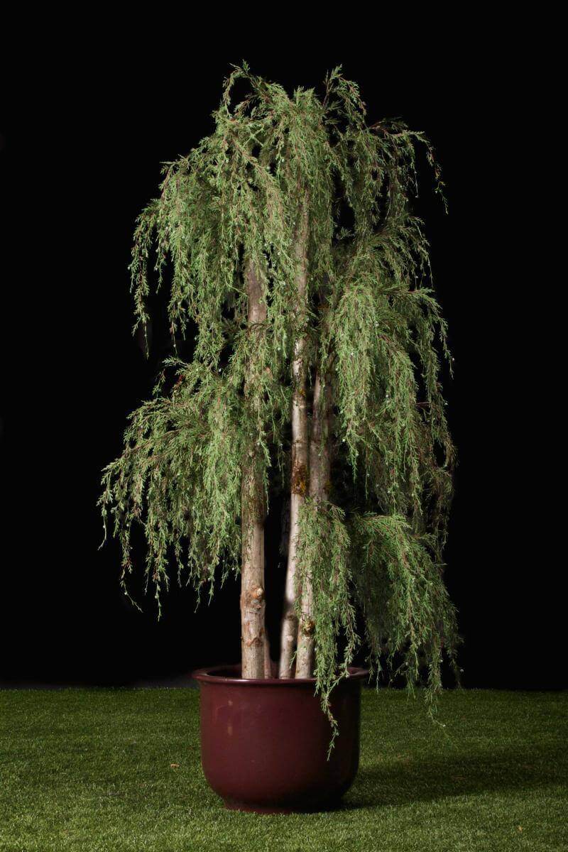 Replica Weeping Juniper Cypress Tree