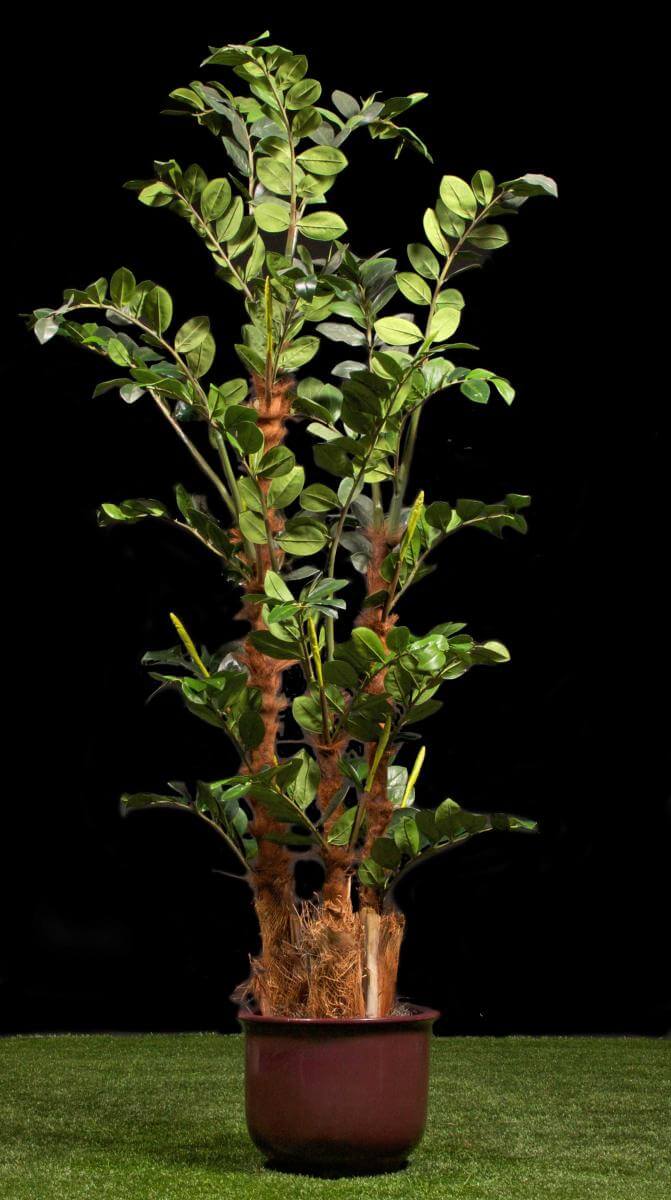 Replica ZZ Plant Zamioculcas Zamiifolia