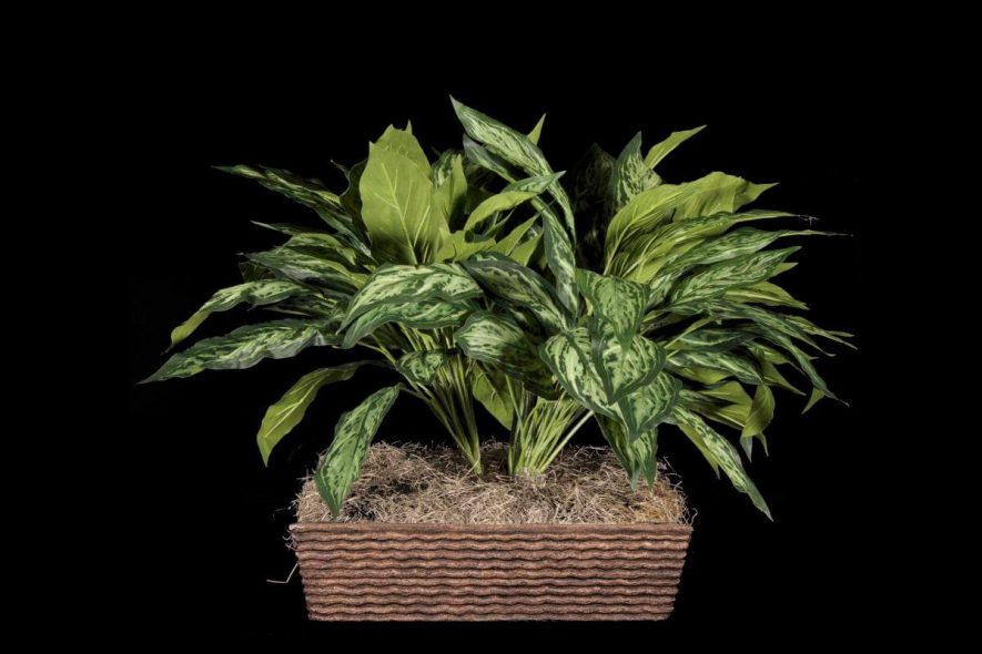 Artificial chinese evergreen plant