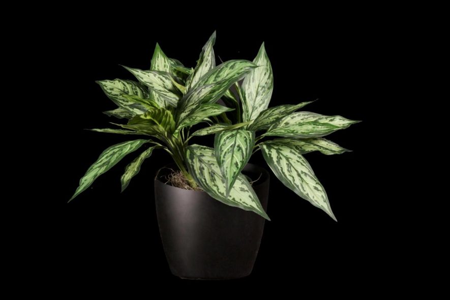 Artificial chinese evergreen plant