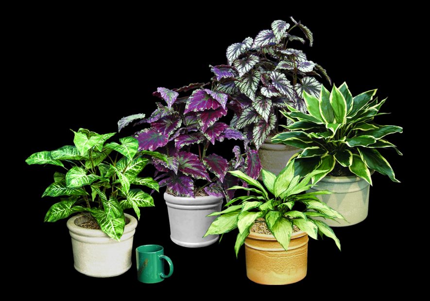 Replica Arrowhead Hosta Plants