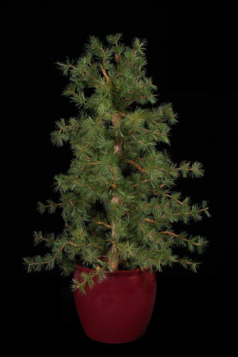 Replica Rocky Mountain Pine Tree