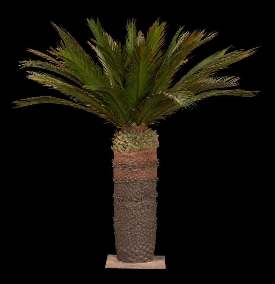 Preserved Sago Palm Tree