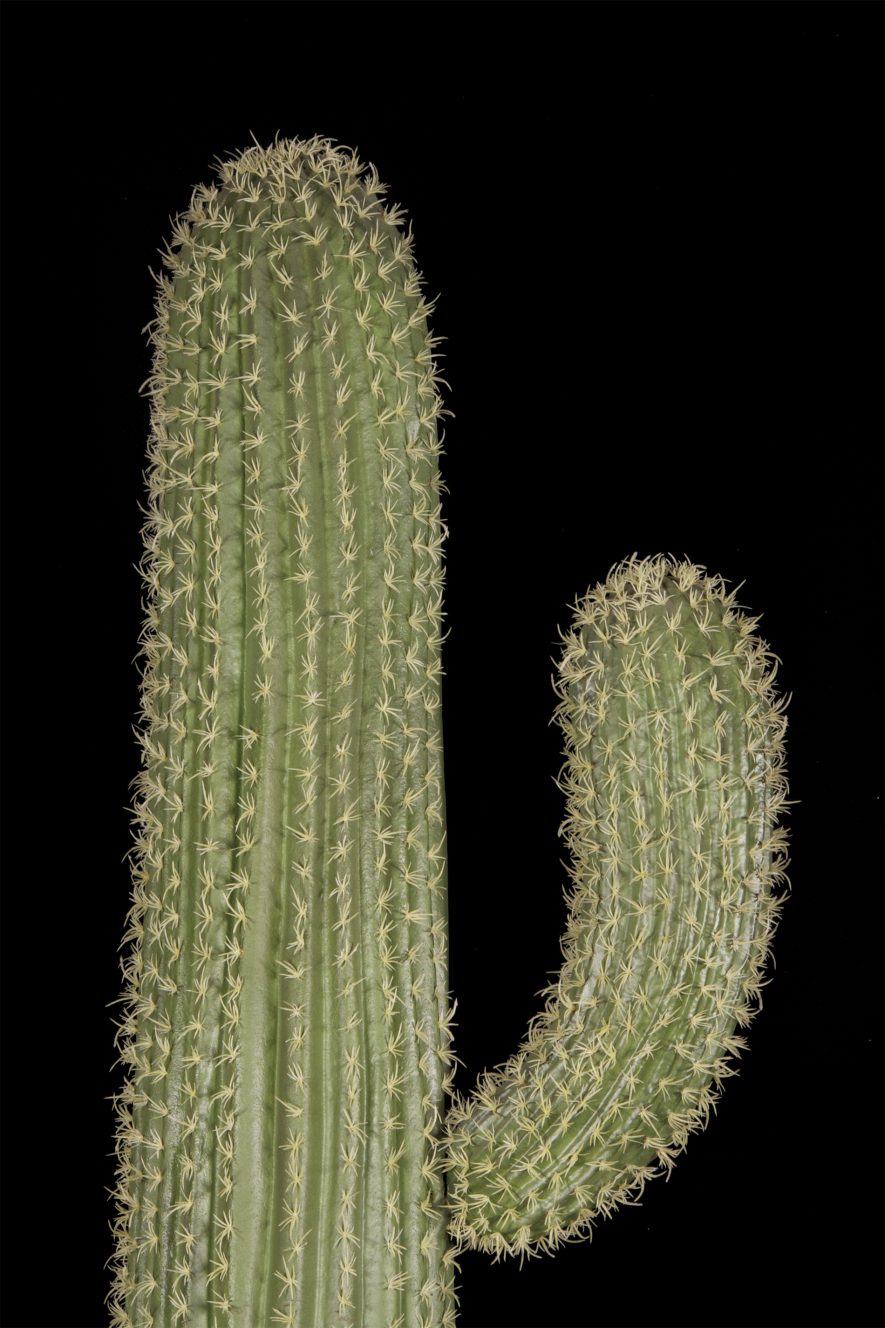Fabricated Cactus