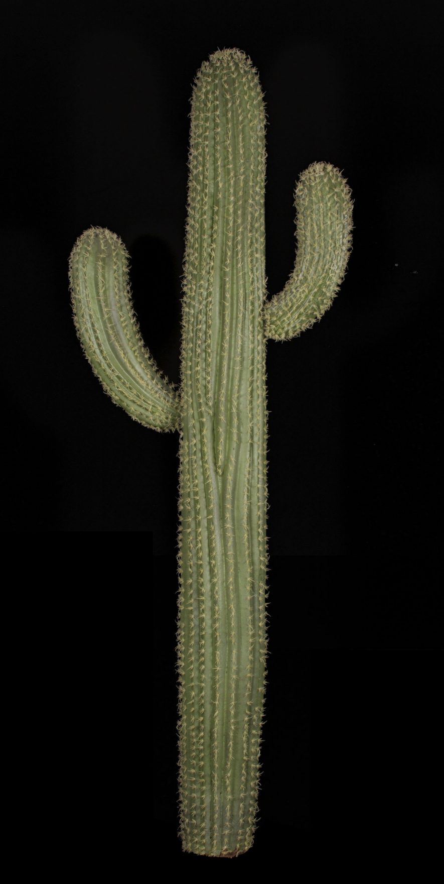 Fabricated Cactus