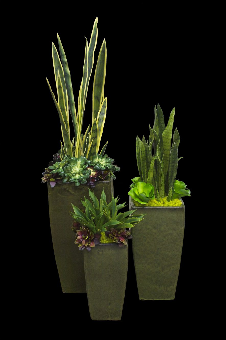 Replica Sansevieria and Succulents
