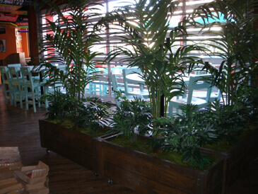 Artificial Kentia Palms Trees in planter boxes for señor frogs and carlos ‘n charlie’s