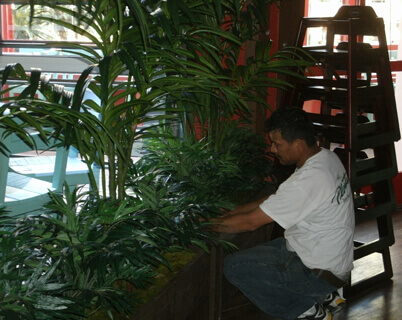 Artificial Kentia Palms for señor frogs and carlos ‘n charlie’s