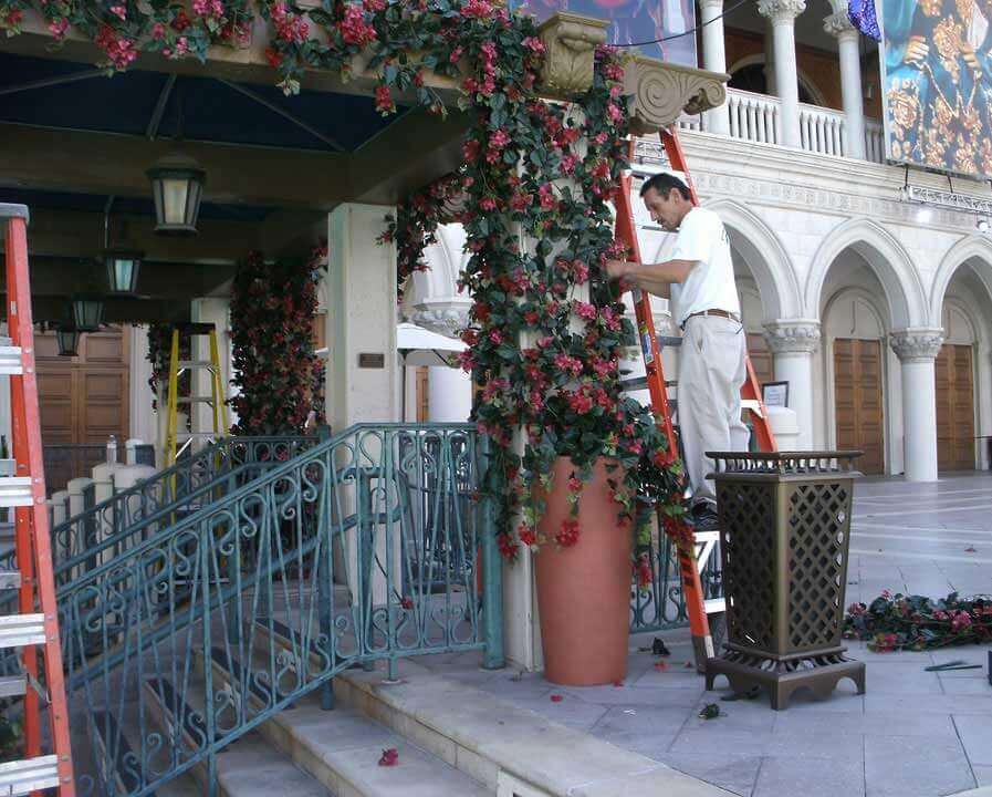 Bougainvilleas being installed at the Venetian Hotel & Casino