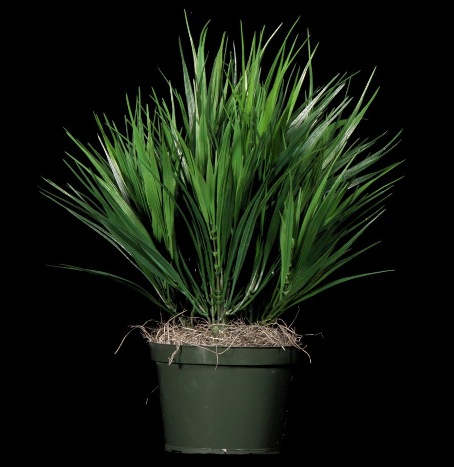 Green Replica Vanilla Grass in a pot
