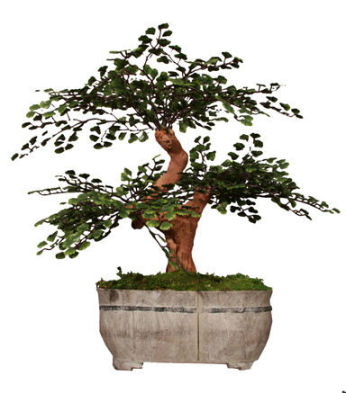 Replica Bonsai Tree