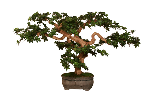 Replica Bonsai Tree