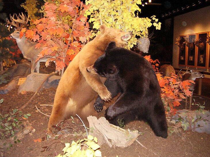 Two bears near artificial trees