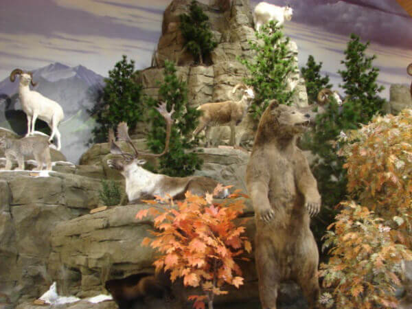 Natural habitat trees and plants at cabela's stores
