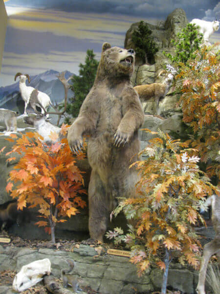 Bear in the natural habitat trees and plants at cabela's stores