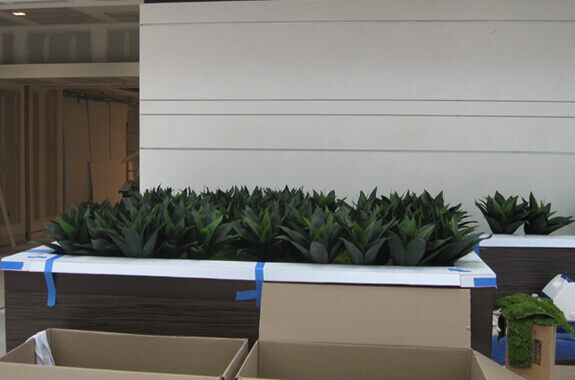 Photo of the agave plants in production at the Cooper University Hospital