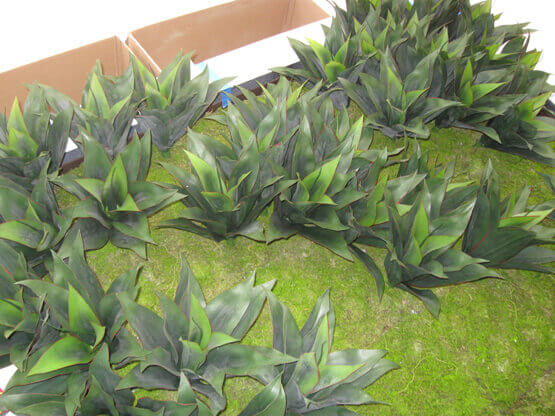 Close up of the agave at cooper university hospital