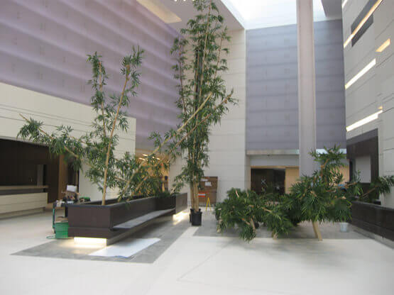 Agave and Bamboo in the Cooper University Hospital Lobby