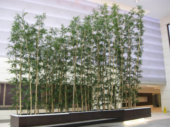 Bamboo at the Cooper University Hospital