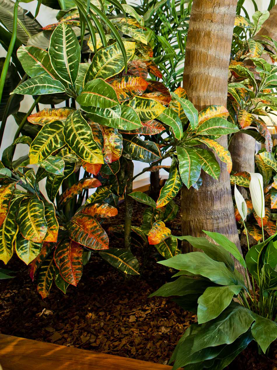 Fabricated Croton Plants at Margaritaville Resort