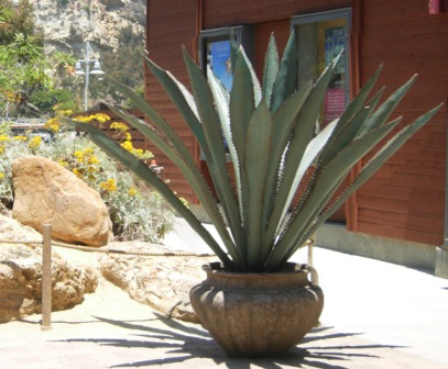 Fabricated Exterior Agave Plant