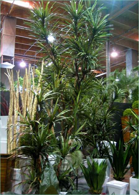 Replica Dracaena Marginata Plants