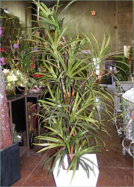 Replica Dracaena Marginata Plant