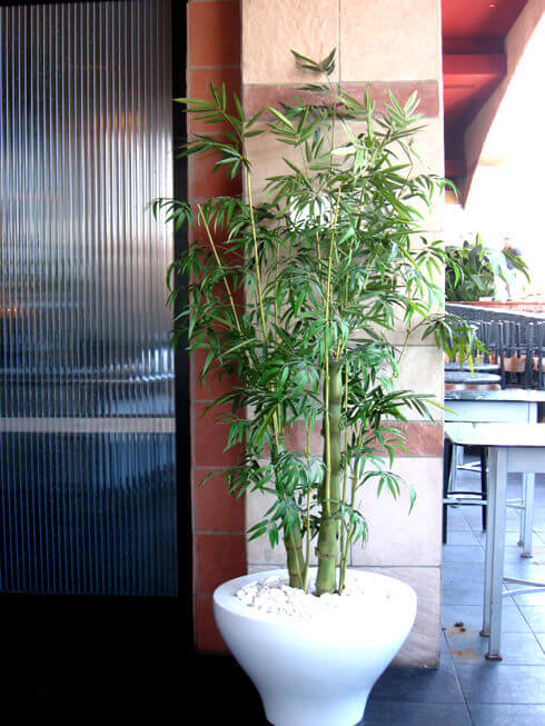 Natural bamboo poles in planter at Sapporo Restaurant