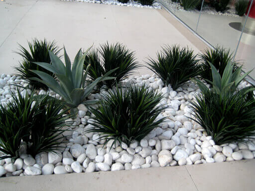 Fabricated Liriope replaces live grass among living agaves on the pool deck of the Westgate Planet Hollywood