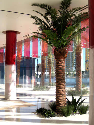 Palm trees & Liriope grass inside Westgate Planet Hollywood