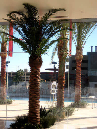 Palm Trees at Westgate Planet Hollywood