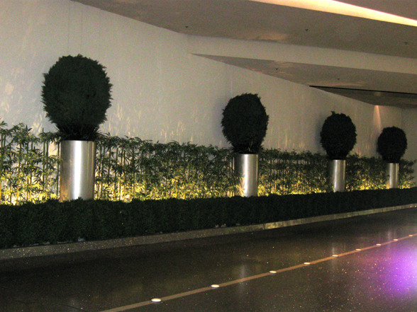 Ball Topiaries in Planters with Bamboo
