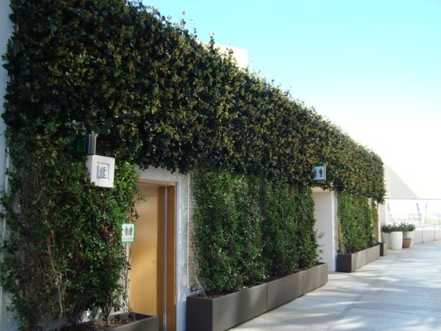 Exterior Green Wall and Plants
