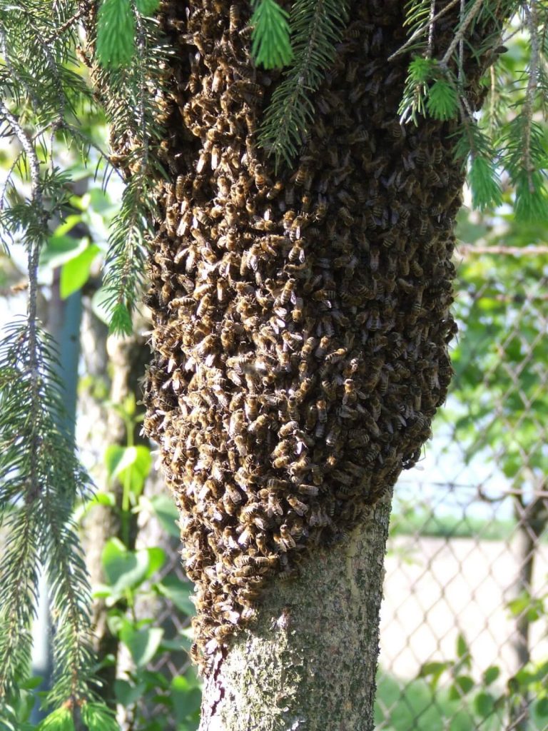bees insects swarm 846416