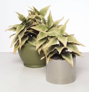 faux succulents potted agave 1