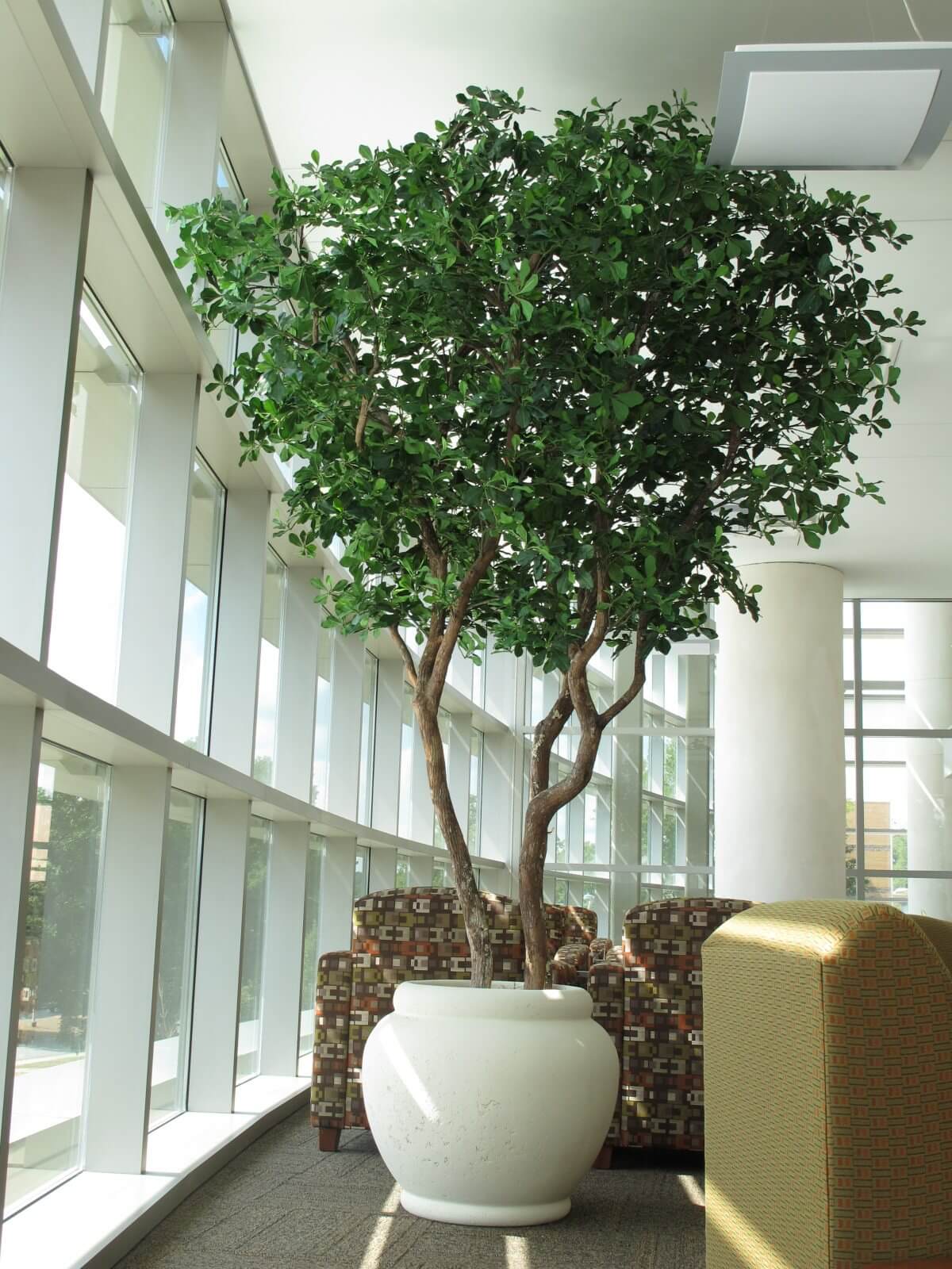 Large Olive Tree in a Black Pot, Faux Plant