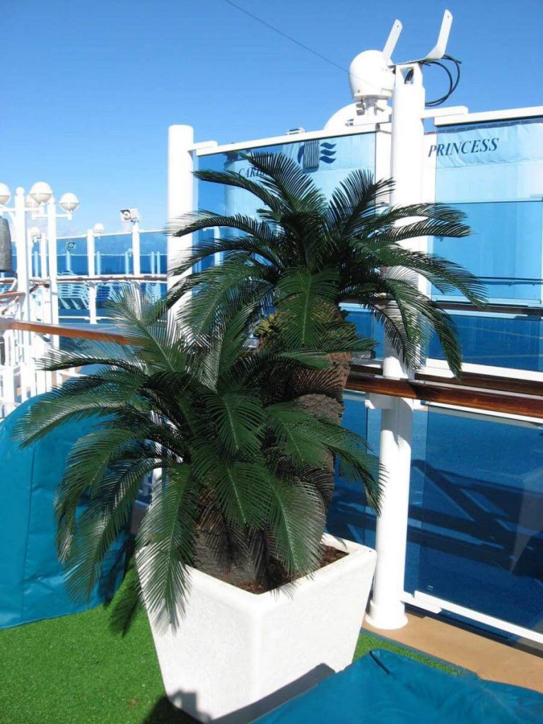 sago palm cruise exterior