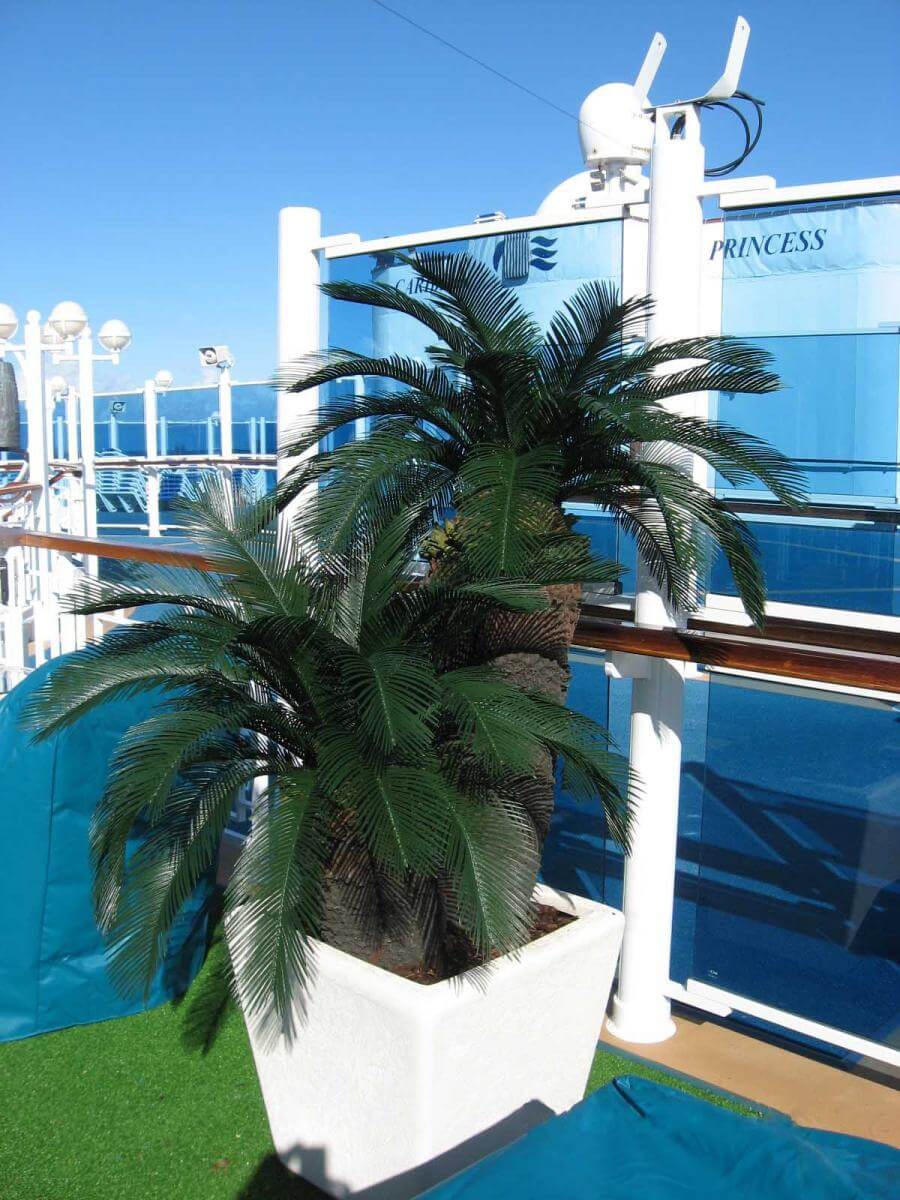 Fabricated Sago Palm Trees